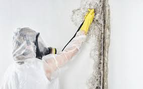 Mold Remediation for Vacation Homes in Fort Mohave, AZ